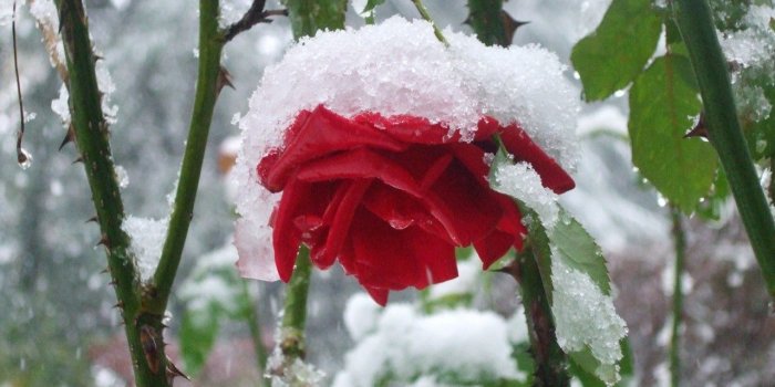 1280x720 Download Widescreen 16:9 1280x720 - Rose In Snow Wallpaper