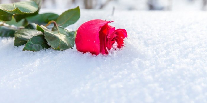 1332x850 Wallpaper winter, flower, leaves, the sun, snow, rose, Bud, lies