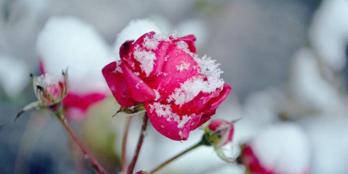 2560x1600 Flowers in Snow Wallpapers - Top Free Flowers in Snow Backgrounds