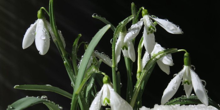 1920x1334 Flowers snowdrops desktop wallpapers clip art flowers in snow