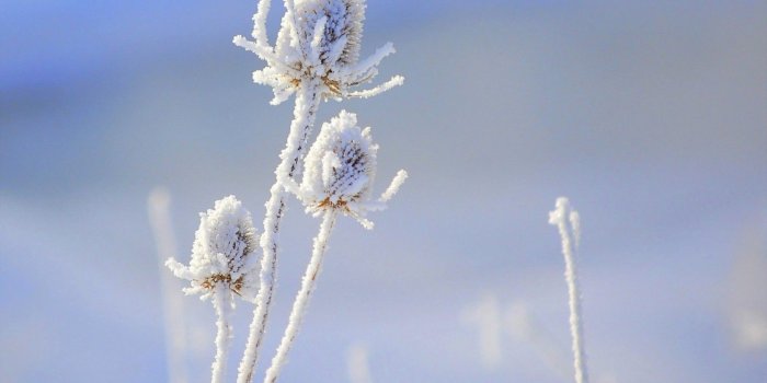 1680x1050 Flower Snow Close-up - Free Stock Photos, Images, HD Wallpaper, HD
