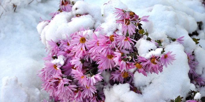 1920x1080 Pink chrysanthemum under the snow wallpaper - Flower wallpapers - #52066