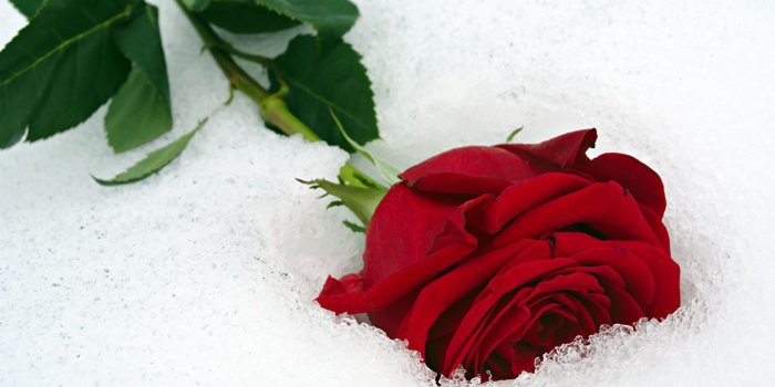 1280x842 Images Red Roses Snow flower Closeup