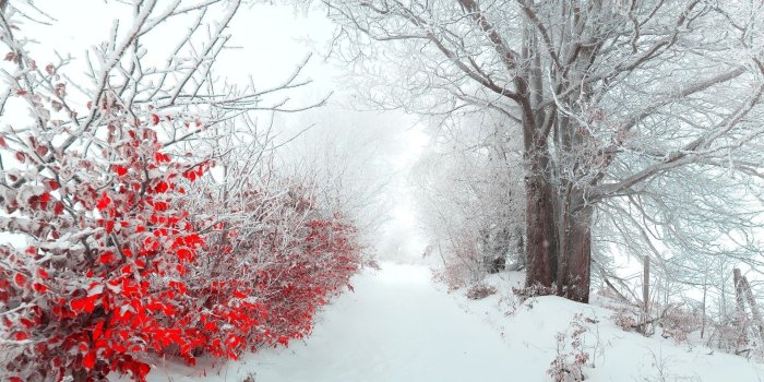 1920x1080 Winter Flowers Hd Wallpaper - Flowers Wallpaper Winter (#845639