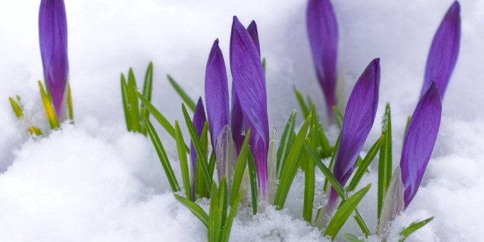 1920x1200 Download wallpaper 1920x1200 crocuses, flowers, snow, leaves, spring