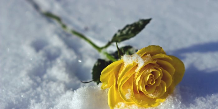 2560x1600 2946853 rose flowers snow wallpaper and background | Other | Tokkoro