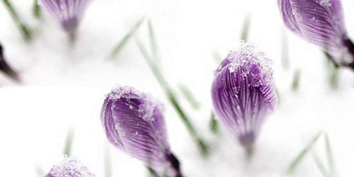 1600x1034 Flowers: Purple Snow Crocus Frosty Spring Frost Flowers Picture for
