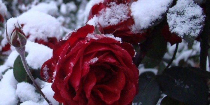 1024x793 Flowers: Nature Rose Flower Winter Red Snow Wallpapers Photos for HD