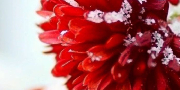 852x1608 Snow Wallpaper Red Flowers | Wallpapers Quality