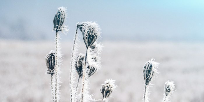 2560x1600 mt47-snow-cold-winter-flower-bokeh-nature-flare-wallpaper