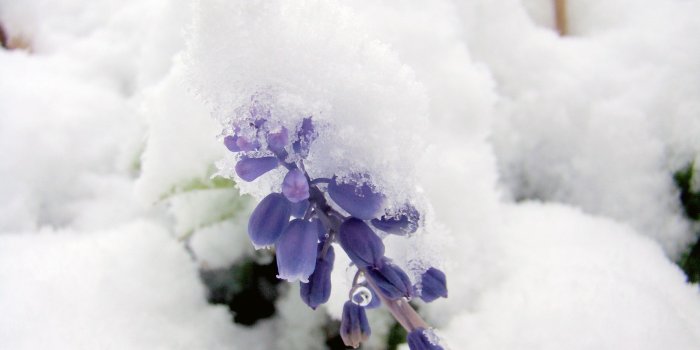 3264x2448 Frozen, Winter, Flower, Snow, Cold, flower, purple free image | Peakpx
