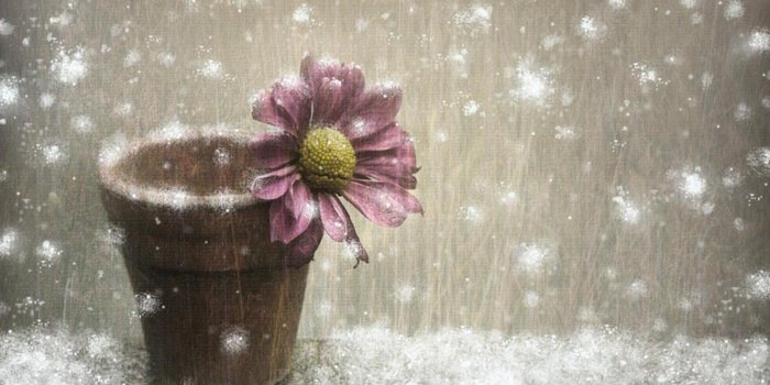 1920x1080 Winter Flowers Wallpapers