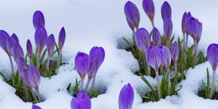 1332x850 Wallpaper snow, flowers, spring, crocuses images for desktop