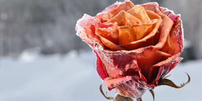 1280x856 Desktop Wallpapers Roses Snow Flowers Closeup