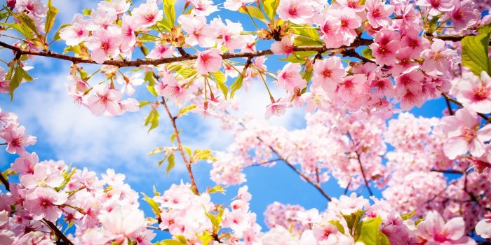 1920x1080 Cherry blossom spring | 4 Seasons - Spring | Spring images, Spring