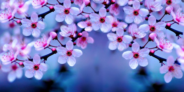 3000x1805 Cherry Blossom Wallpapers | Wallpaper in 2019