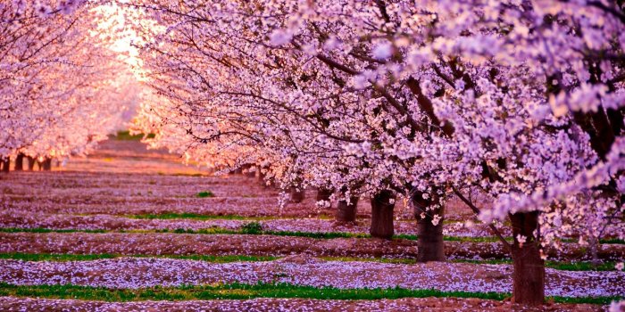 1920x1080 Spring Cherry Blossom Wallpapers - Top Free Spring Cherry Blossom