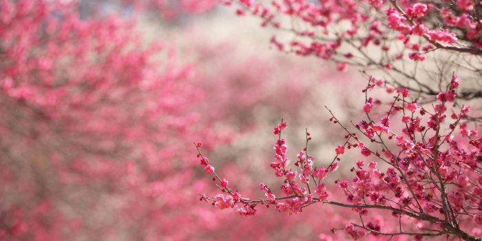 2880x1800 Spring cherry blossoms wallpaper | 2880x1800 | #31846