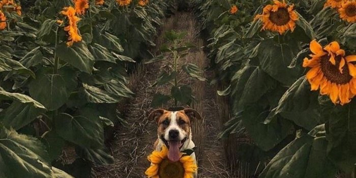 1193x1449 Deis on Flower | Sunflower wallpaper, Dogs, Sunflower pictures