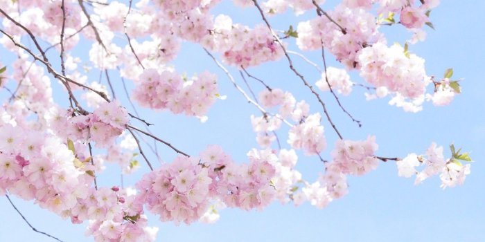 1332x850 Wallpaper branches, cherry, tree, spring, Sakura, pink, tree, cherry