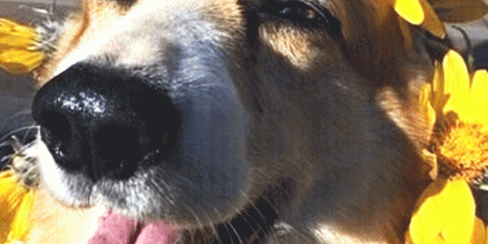 750x1334 Jemma Justice on Cute animals | Dog wallpaper, Cute dog