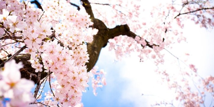 1366x768 Cherry blossoms | Time goes by | Cherry blossom wallpaper, Spring