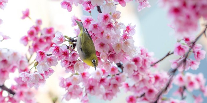 1920x1275 30 HD Cherry Blossom Wallpapers for Desktop - DesignEmerald