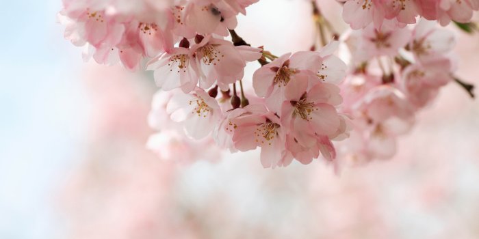 4000x2667 Spring Cherry Blossoms Wallpaper Hd - Spring Wallpaper Cherry