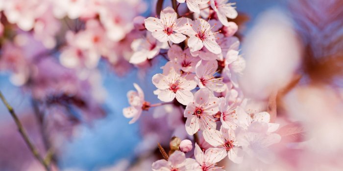 2560x1600 Spring Cherry Blossom wallpaper | 2560x1600 | #31823