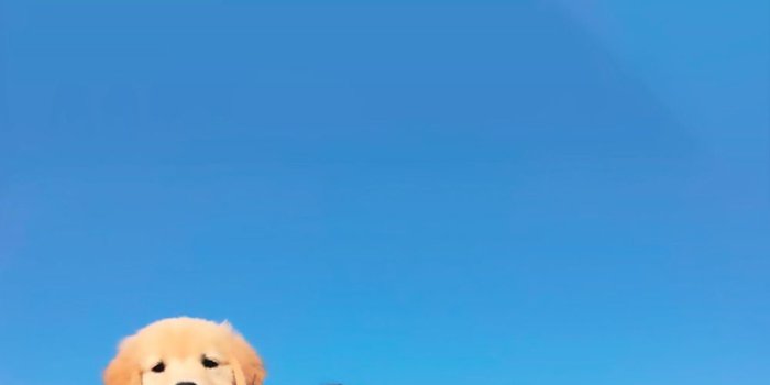 1000x1718 Dog | Wallpaper | +Fondos | Dog wallpaper, Fictional characters, Dogs