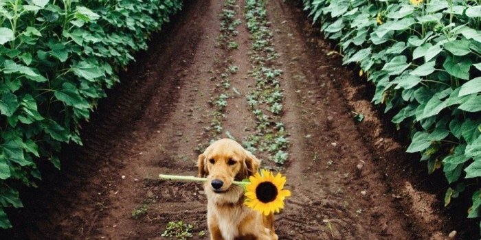 959x1200 Michelle on aesthetic | Dogs, Animals, Animals beautiful