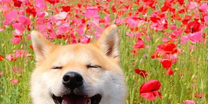 1048x1309 happy shibe happiness cute dogs puppies shiba inu hachiko tulips