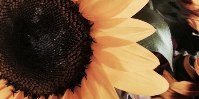 750x1334 Rachel Weaver on Wallpapers Gallore!!! in 2019 | Sunflower