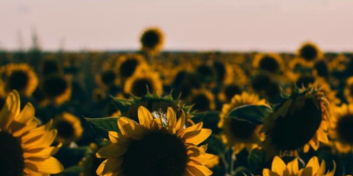 720x1280 Sunflowers. By : Rodion Kutsaev on We Heart It