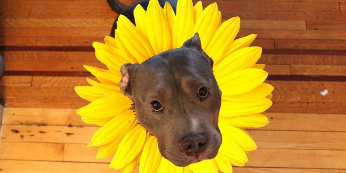1280x853 sunflower and dog | Tumblr
