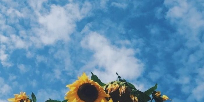 720x1280 Dog Aesthetic Sunflower Wallpaper