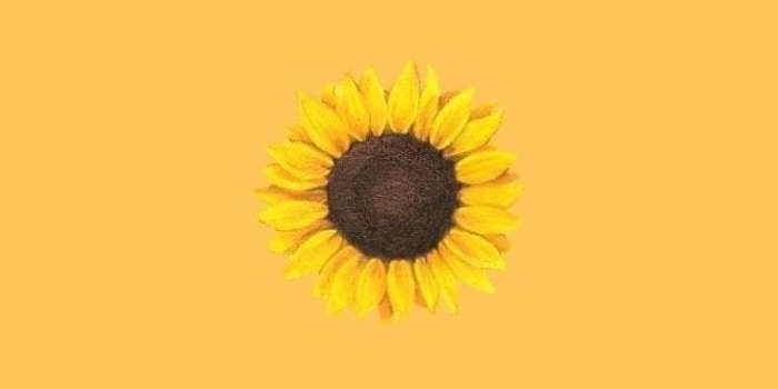 721x1280 Dog Aesthetic Sunflower Wallpaper