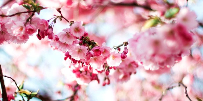 1297x691 Cherry Blossoms Pink Spring Nature Hd Wallpaper | Wallpapers Library