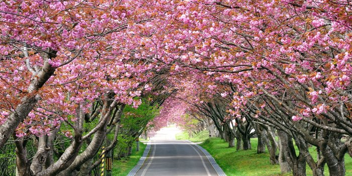2560x1600 Wallpaper Cherry Blossom Trees, Spring, HD, Nature, #4959