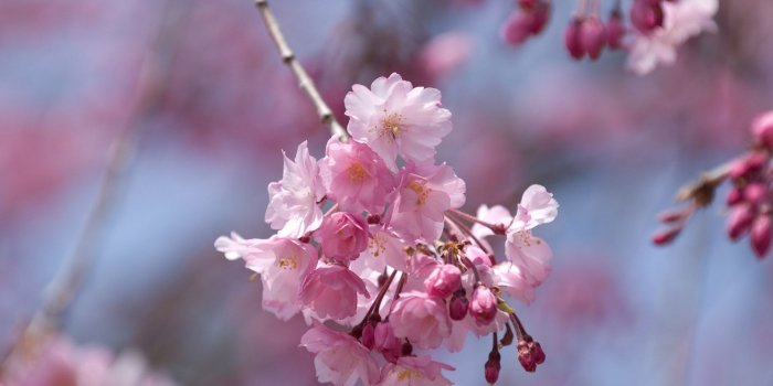 1920x1200 Pink cherry blossoms in a spring tree wallpaper - Flower wallpapers