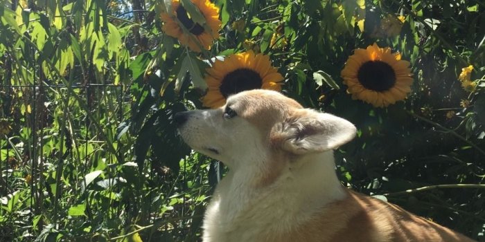 960x1280 autumn animal | Tumblr