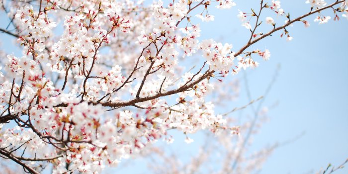 2560x1440 White Cherry Blossom Wallpapers