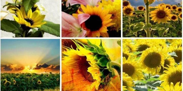 720x1280 Sunflower Wallpaper HD for Android - APK Download