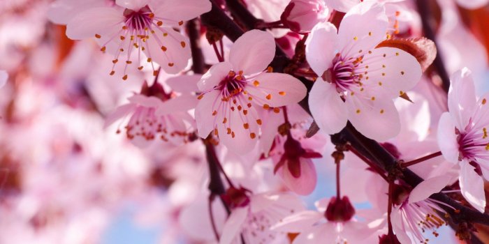 1920x1200 Cherry Flowers Branch Spring Blossom Wallpaper [1920x1200]