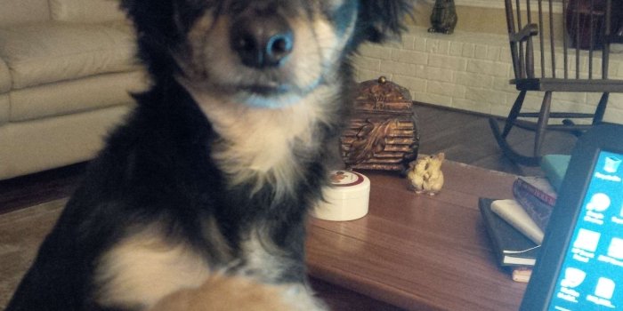 2448x2448 Please Stop With The Ipad Wallpaper And Background - Companion Dog