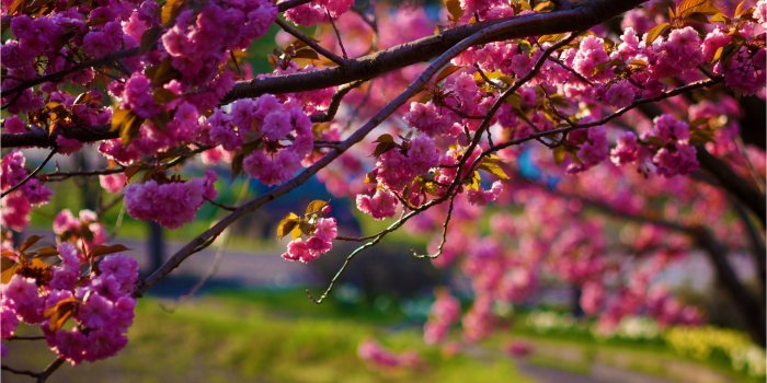 3840x2400 Cherry Blossoms Wallpaper Beautiful Hd Amazing View - Hd Wallpapers