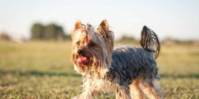 1920x1280 1 Wallpaper: yorkie dog breed HD Desktop Wallpapers 4k HD