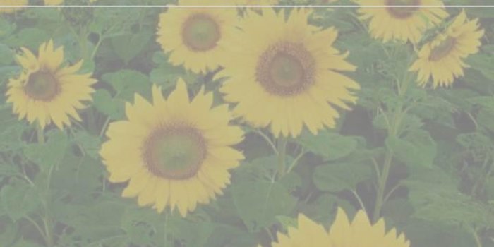 720x1280 Sunflower Wallpaper HD for Android - APK Download