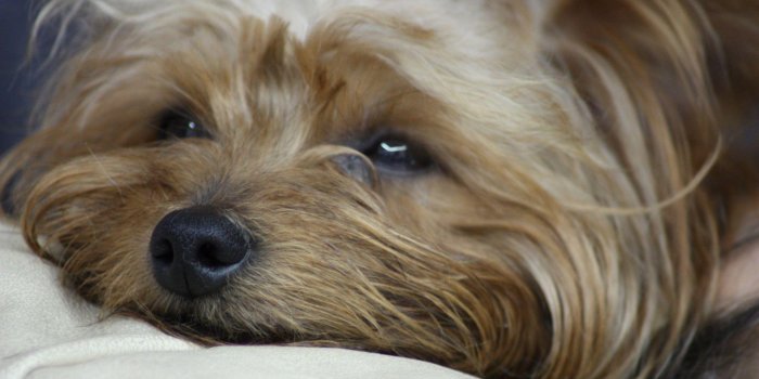 1920x1080 1 Wallpaper: yorkie dog breed HD Desktop Wallpapers 4k HD