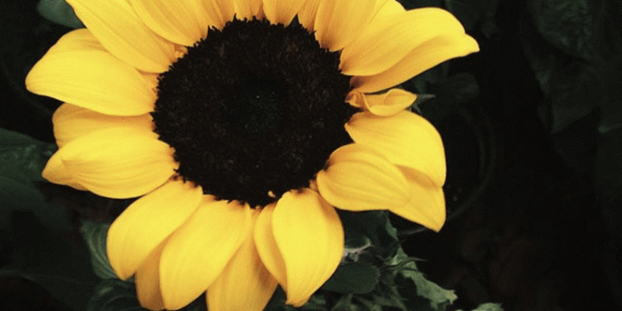 750x1334 Dog Aesthetic Sunflower Wallpaper